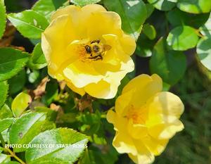 Rosa Easy Bee-zy™ Knock Out® - Rose PP 35465 from The Ivy Farm