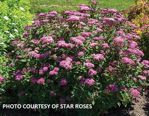 Spiraea japonica Empire® Ice Dragon™ - Japanese Spiraea PP 33786 from The Ivy Farm