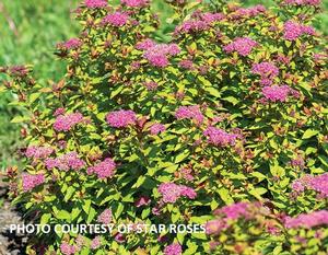 Spiraea japonica Empire® Northern Lights™ - Japanese Spiraea PP 31996 from The Ivy Farm