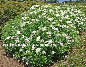 Spiraea japonica Empire® Yeti™ - Japanese Spiraea PP 28999 from The Ivy Farm