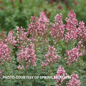 Syringa Bloomerang® Ballet™ - Reblooming Lilac PPAF from The Ivy Farm