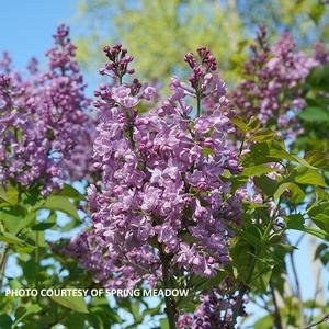 Syringa x. hyacinthiflora Scentara® Double Blue - Lilac PP 29801 from The Ivy Farm