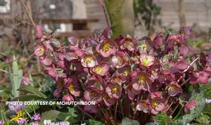 Helleborus Frostkiss® Elemental® - Lenten Rose PPAF from The Ivy Farm