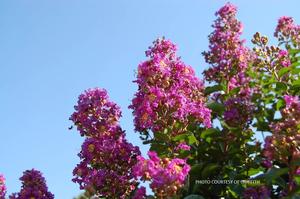 Lagerstroemia Purple Cow™ - Crape Myrtle PP 23560 from The Ivy Farm