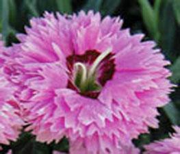 Dianthus STAR DOUBLE™ Pop Star - Pinks PP 18222 from The Ivy Farm