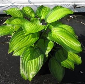 Hosta 'Guacamole' - Plantain Lily from The Ivy Farm