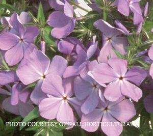 Phlox divaricata 'Blue Moon' - Wild Sweet William, Woodland Phlox from The Ivy Farm