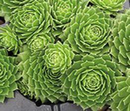 Sempervivum 'Green Wheel' - Hens & Chicks from The Ivy Farm