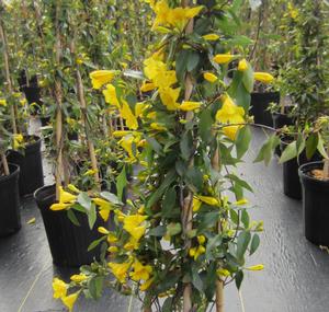 Gelsemium 'Margarita' - Hardy Carolina Jessamine from The Ivy Farm