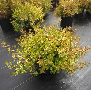 Abelia 'Kaleidoscope' - Abelia PP 16988 from The Ivy Farm