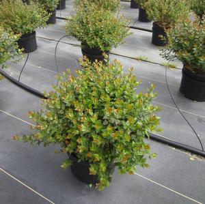 Abelia 'Rose Creek' - Abelia from The Ivy Farm