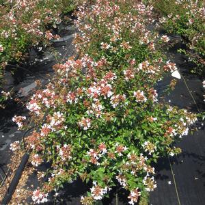 Abelia 'Little Richard' - Abelia from The Ivy Farm