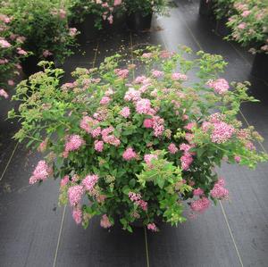 Spiraea 'Alpina' - Japanese Spirea from The Ivy Farm