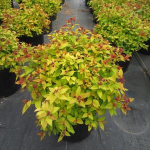 Spiraea 'Magic Carpet' - Japanese Spirea from The Ivy Farm