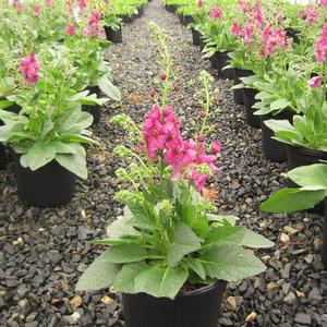 Verbascum 'Plum Smokey' - Mullein PP 16156 from The Ivy Farm