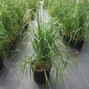 Calamagrostis 'Karl Foerster' - Feather Reed Grass from The Ivy Farm