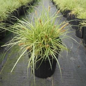 Carex 'Evergold' - Sedge from The Ivy Farm