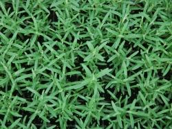 Rosmarinus officinalis 'Arp' - Rosemary from The Ivy Farm