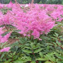 Astilbe 'Younique Lilac'