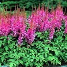 Astilbe 'Pumila'