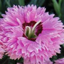 Dianthus 'Pop Star'