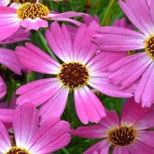 Coreopsis 'Pink Sapphire'