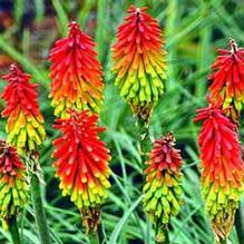 Kniphofia 'Fire Dance'