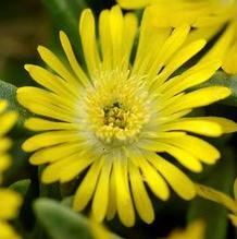 Delosperma Wheels of Wonder™ Golden Wonder