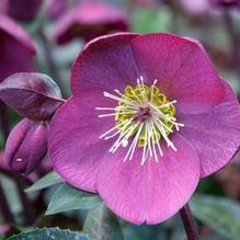 Helleborus Frostkiss® Anna's Red