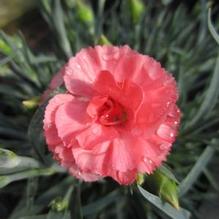 Dianthus 'Romance'