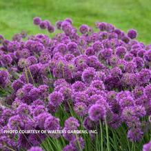 Allium 'Lavender Bubbles'