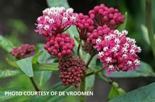 Asclepias incarnata 'Soulmate'