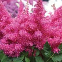 Astilbe 'Drum and Bass'