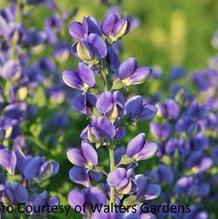 Baptisia Decadence® 'Blueberry Sundae'