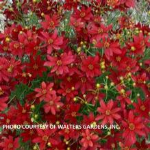 Coreopsis 'Hot Paprika'