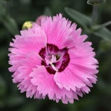 Dianthus Star Double™ Pop Star