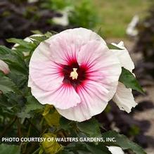 Hibiscus 'Angel Eyes'