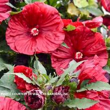 Hibiscus 'Blackberry Merlot'