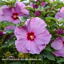 Hibiscus Summerific® 'Lilac Crush'