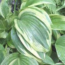 Hosta fortunei 'Aureo-marginata'