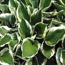 Hosta 'Minuteman'