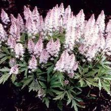 Tiarella 'Pink Skyrocket'