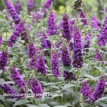 Buddleia 'Miss Violet'