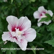 Hibiscus syriacus Starblast Chiffon®