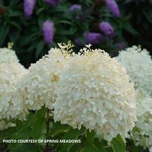 Hydrangea panicula Puffer Fish®