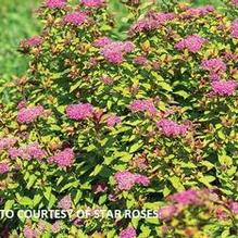 Spiraea japonica Empire® Northern Lights™