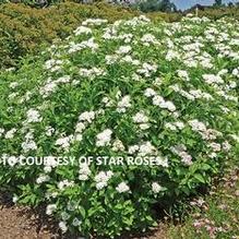 Spiraea japonica Empire® Yeti™