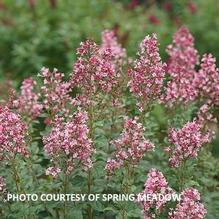 Syringa Bloomerang® Ballet™