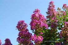 Lagerstroemia Purple Cow™