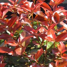 Photinia x fraseri